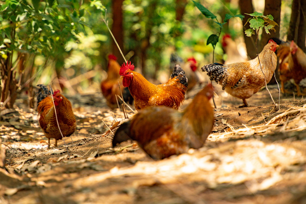 1678857355430030560.jpg 开放式养鸡场 黄嘉标摄.jpg