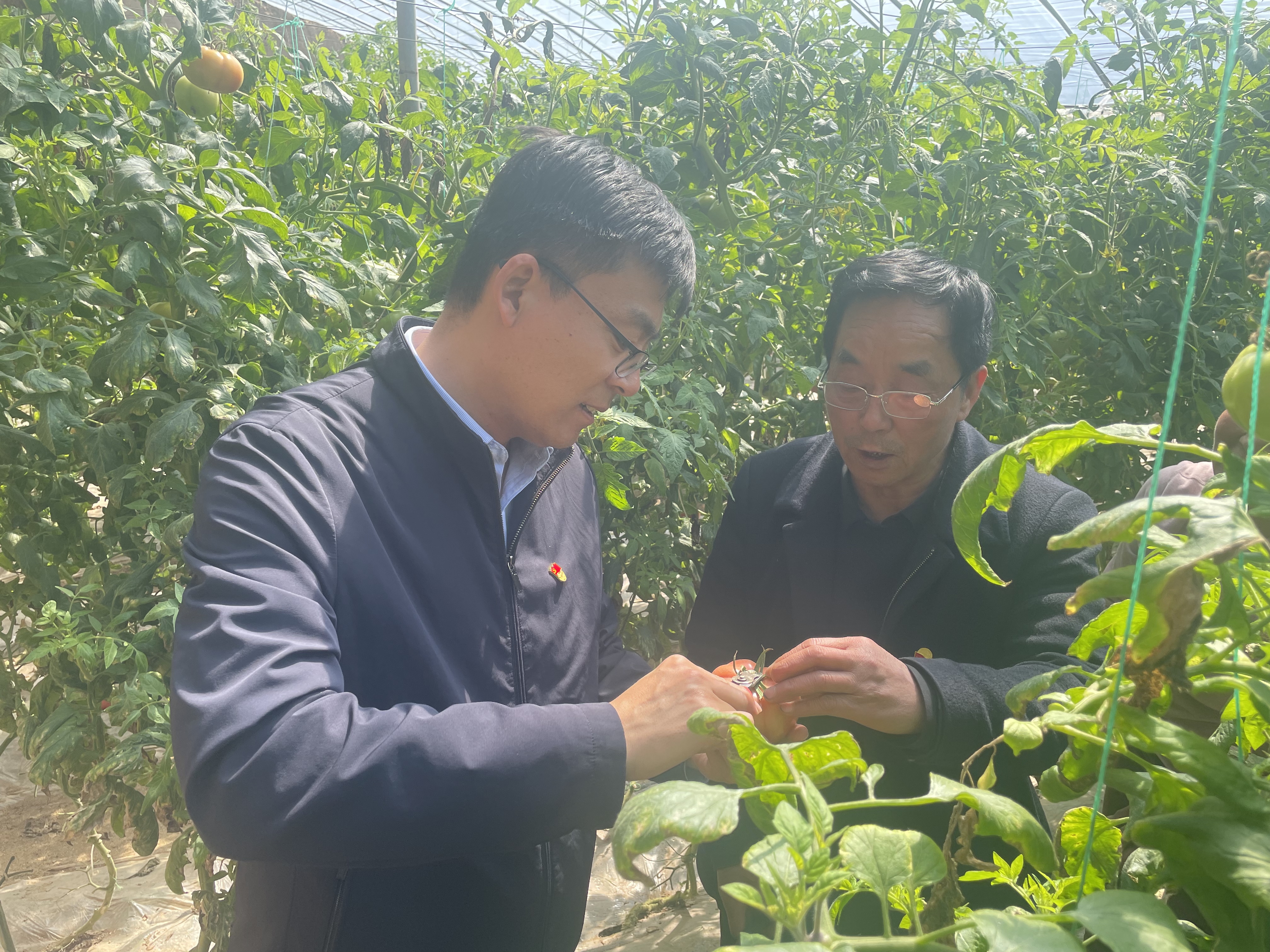 1711076930222075064.jpg 第一书记李国彪与村书记王安朝查看西红柿长势.jpg